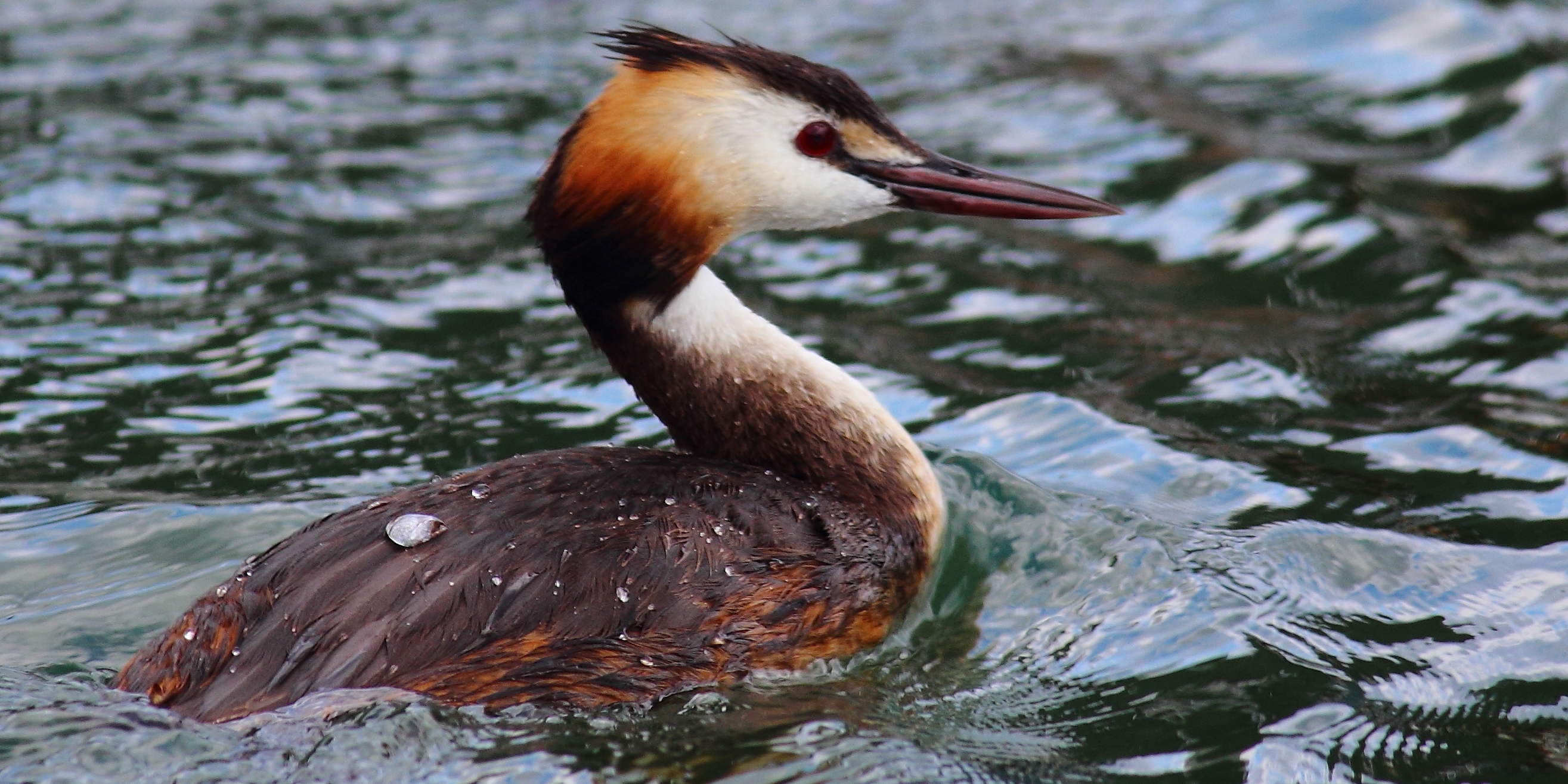 Grebe huppé-Anthony Chaillou